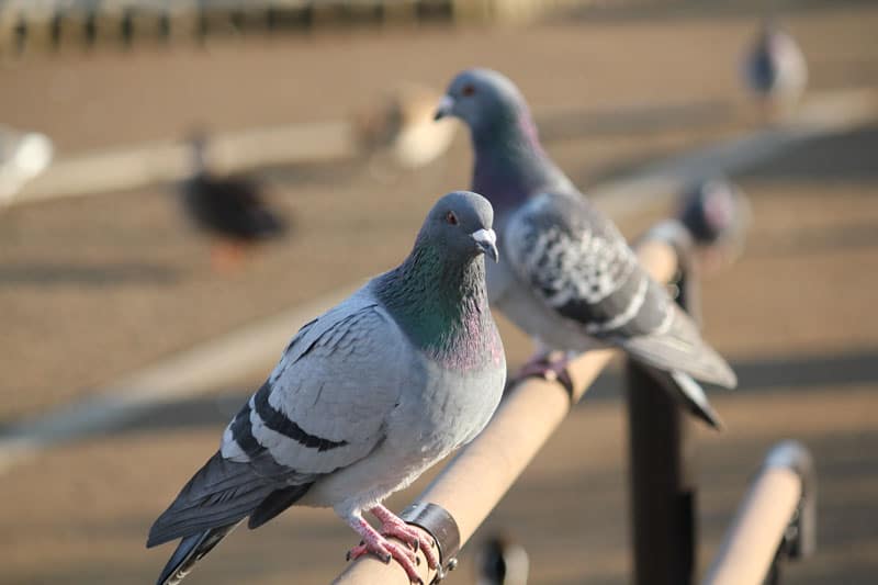 Check Out These Fun Facts About Carrier Pigeons & Mail Delivery