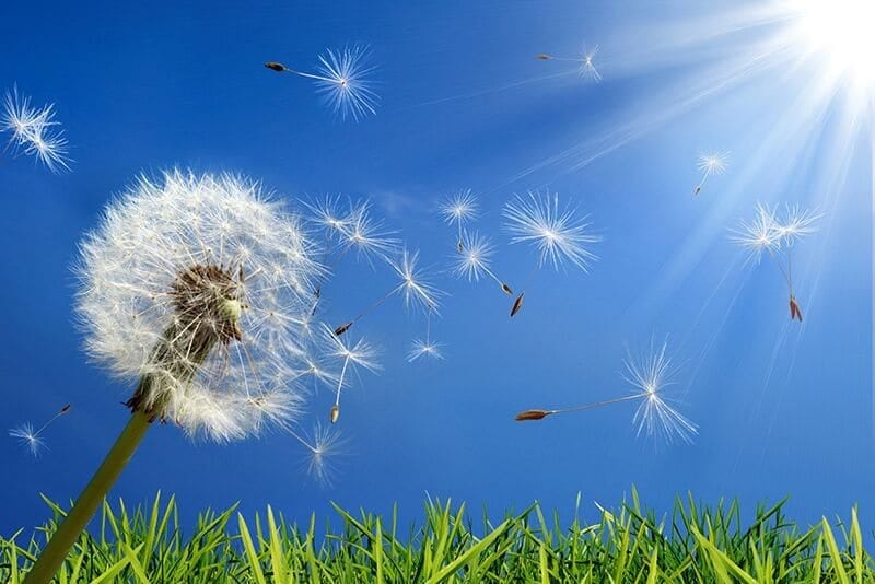 Tips for Keeping Spring Allergies at Bay